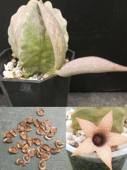 Whitesloanea crassa 6 Pieces Seeds