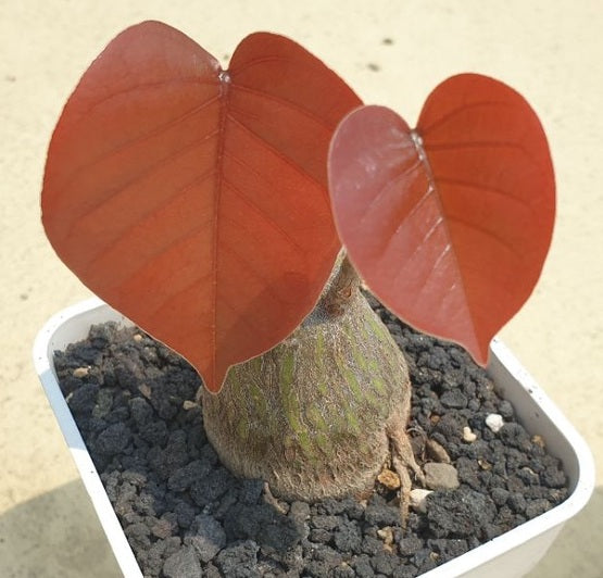 Pseudobombax ellipticum ‘Rubrum’ 5 Pieces Seeds