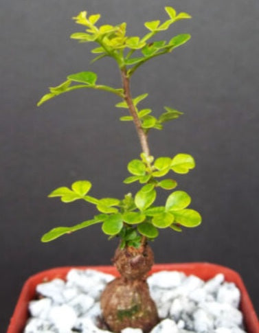 Operculicarya decaryi 10 Pieces Seeds