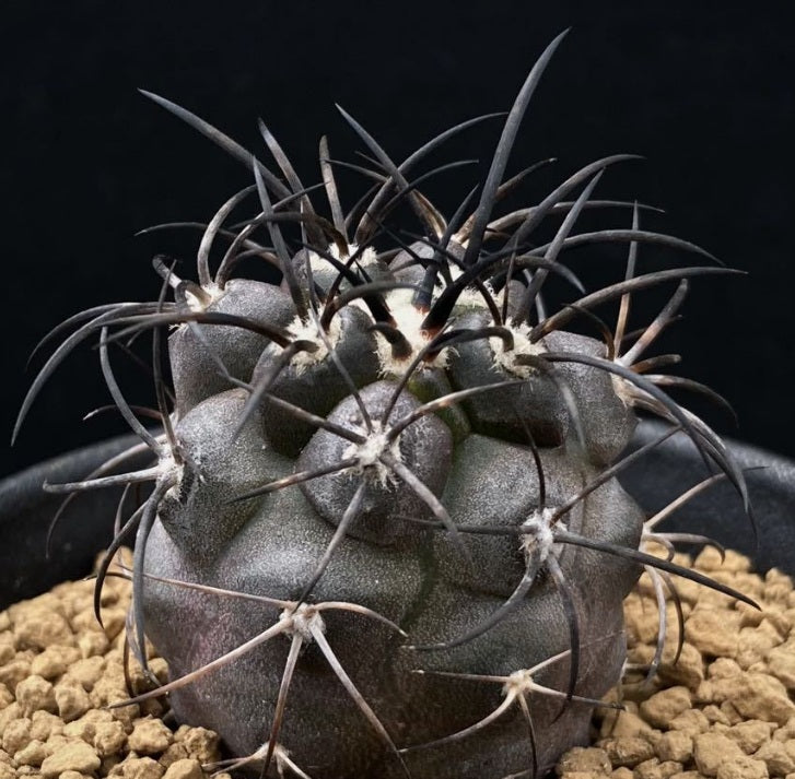 Copiapoa griseoviolacea 10 Pieces Seeds