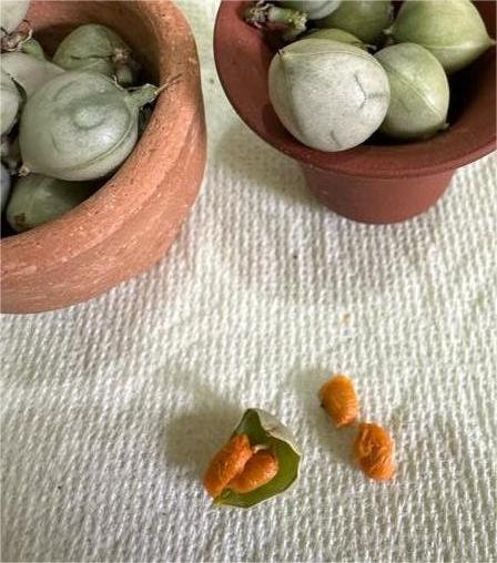 Adenia globosa 5 Pieces seeds