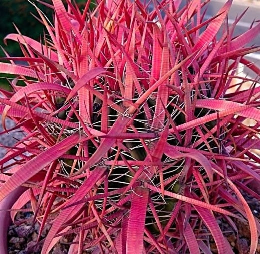 Ferocactus gracilis subs. coloratus 10 Pieces Seeds