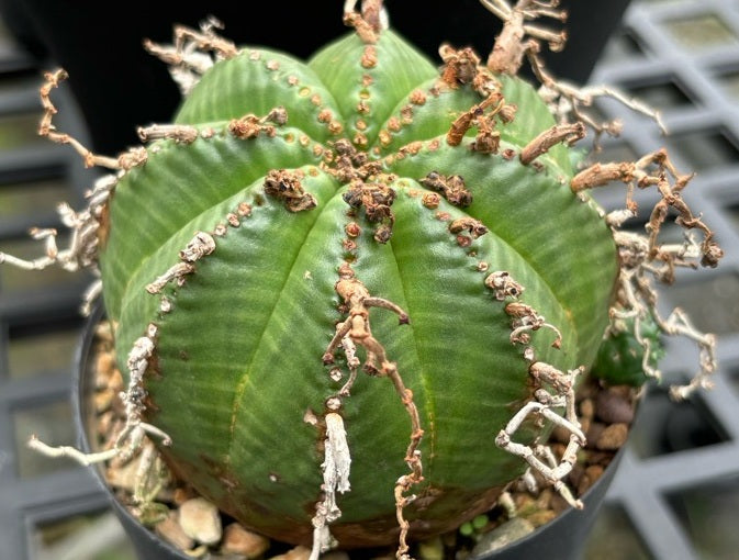 Euphorbia meloformis 5 Pieces Seeds