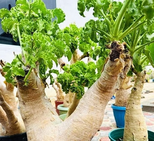 Cyphostemma uter (Namibia form) 10 Pieces Seeds