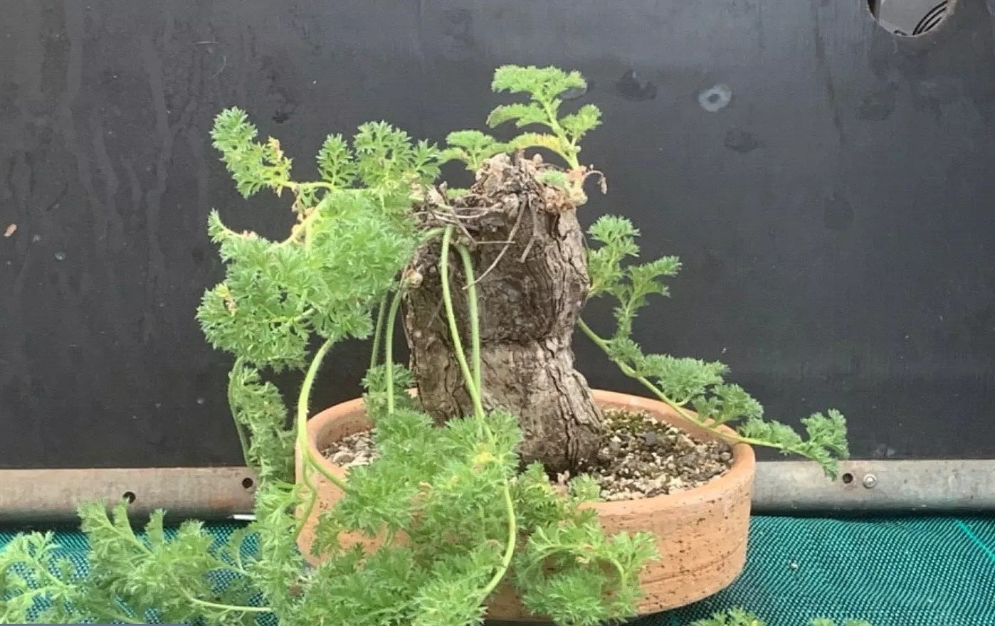 PELARGONIUM TRISTE PLANT