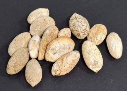 Pyrenacantha Kaurabassana 4 Pieces Seeds