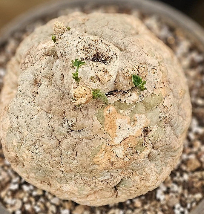 Pyrenacantha Malvifolia 6 Pieces Seeds