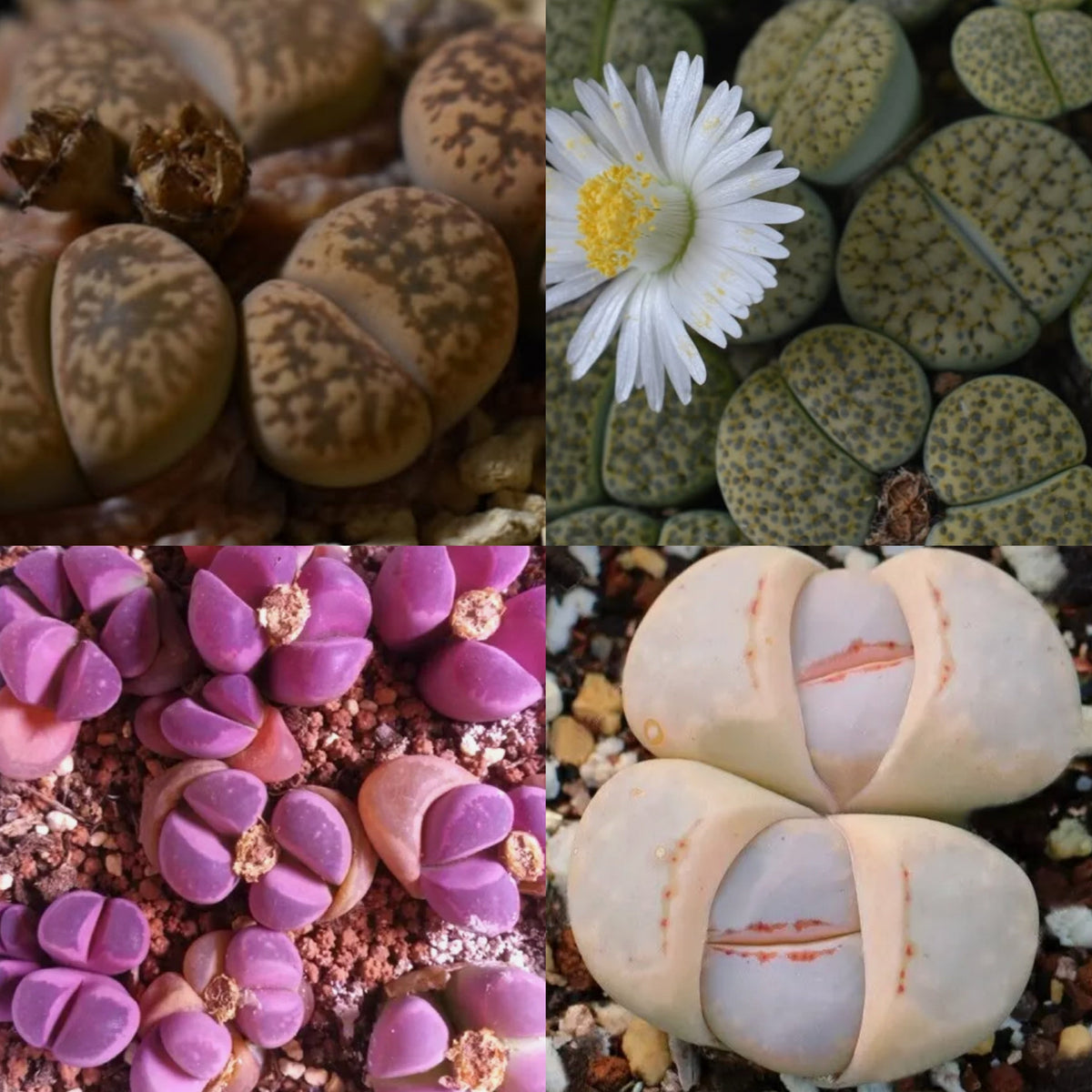 Living stones