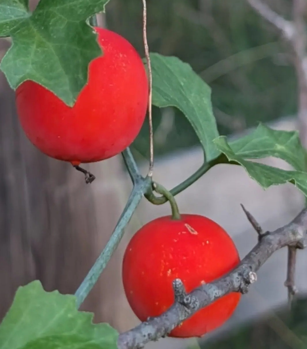 Ibervillea lindheimeri 5 Pieces Seeds