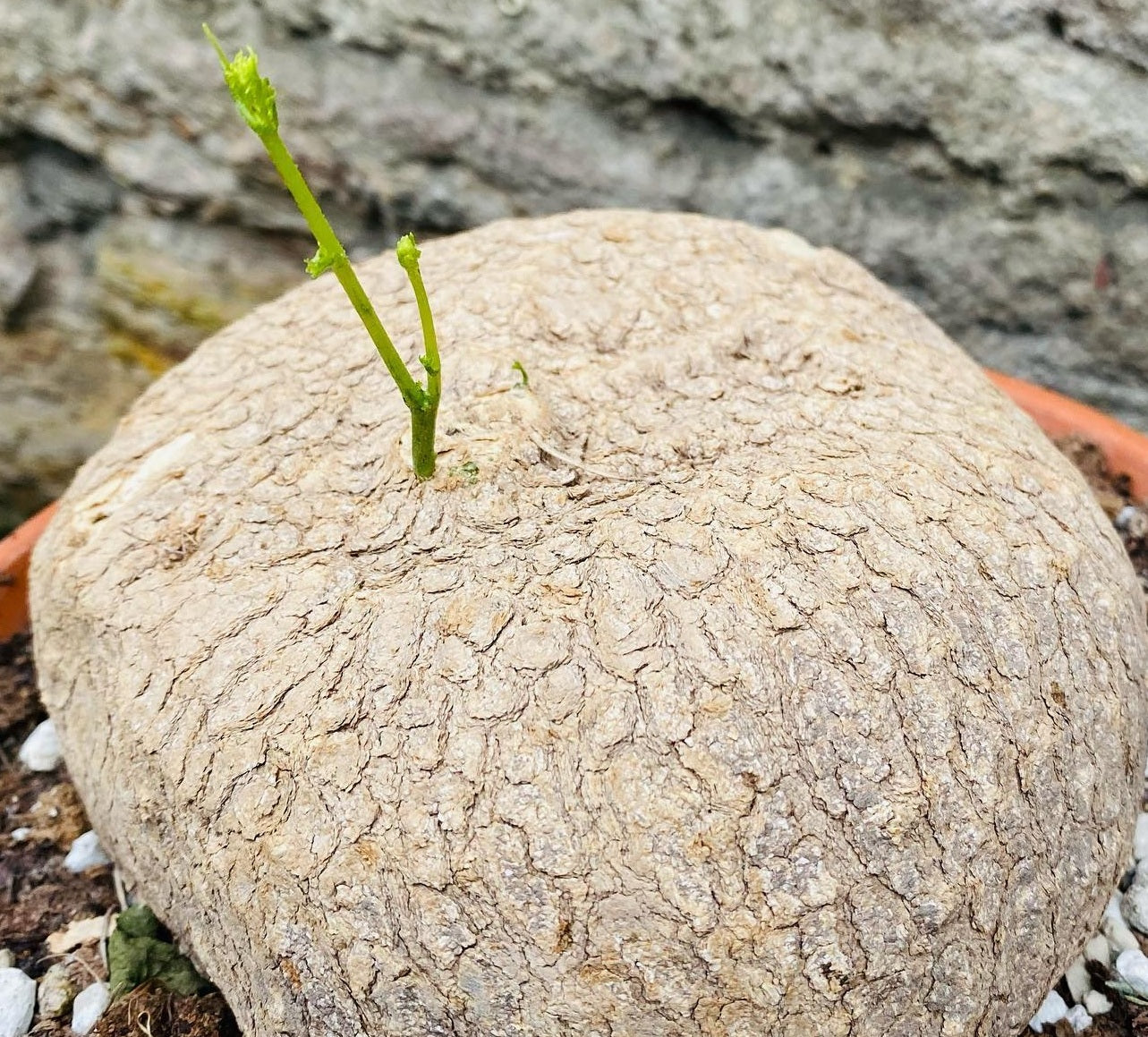 Ibervillea lindheimeri 5 Pieces Seeds