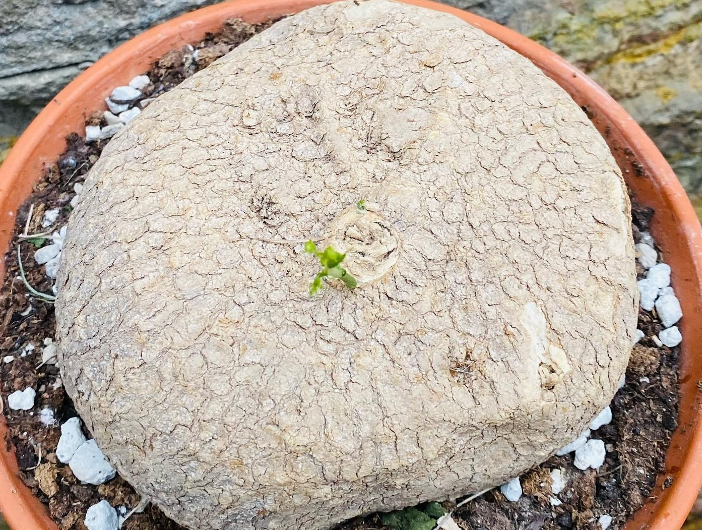 Ibervillea lindheimeri 5 Pieces Seeds