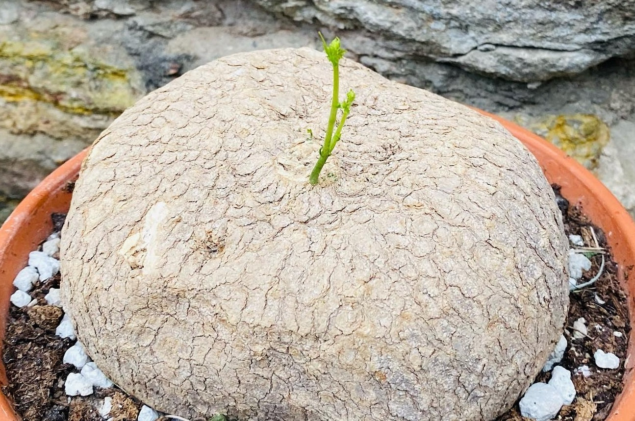 Ibervillea lindheimeri 5 Pieces Seeds