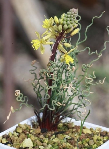 Bulbine torta 10 Pieces Seeds