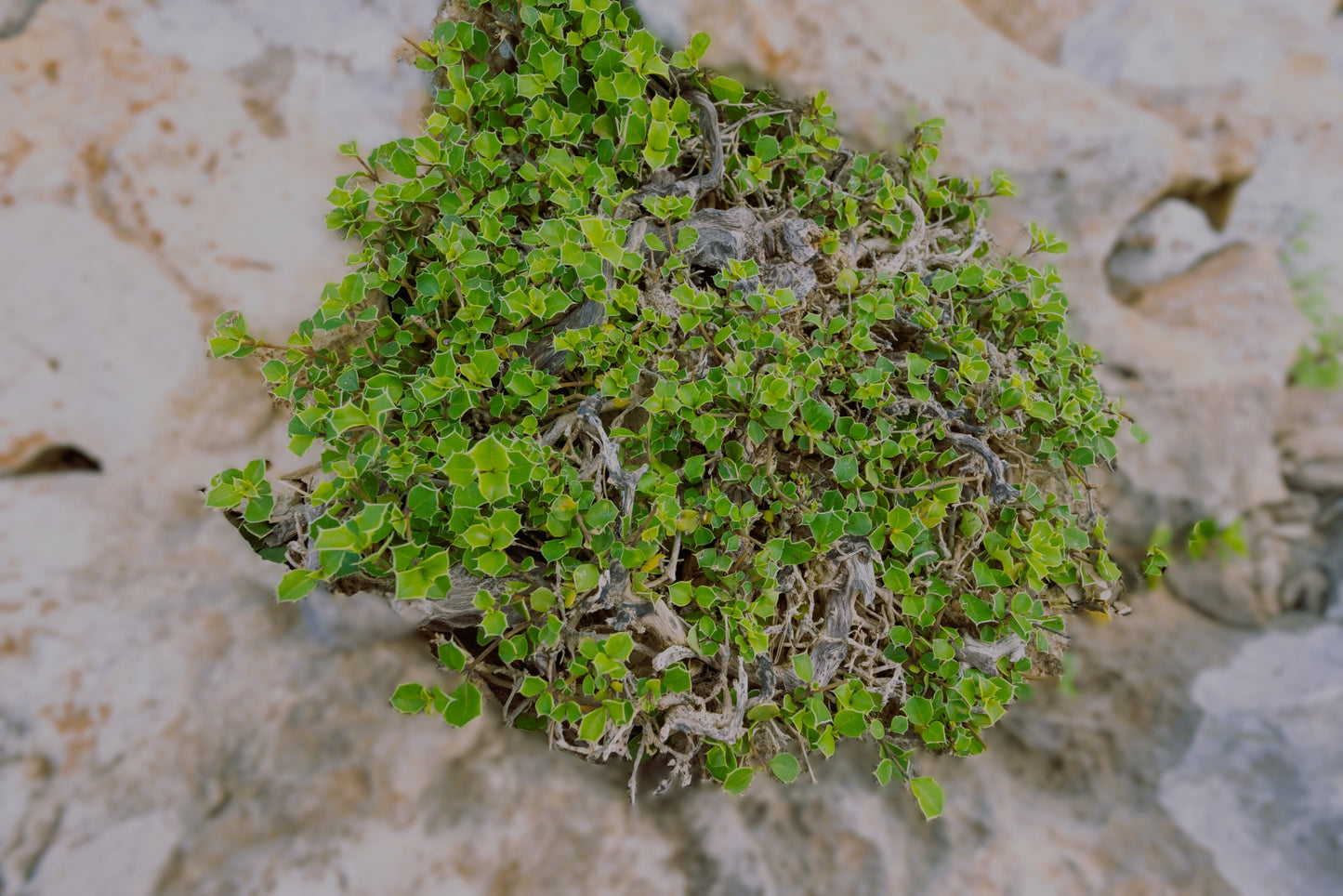 Barleria aculeata 10 Pieces Seeds