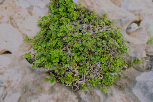 Barleria aculeata 10 Pieces Seeds