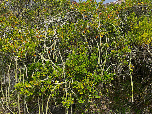 Cissus hamaderohensis 30 Pieces Seeds