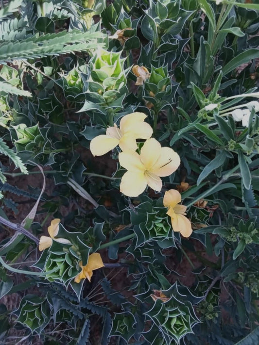 Barleria popovii 10 Pieces Seeds