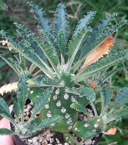 Dorstenia lavrani 6 Pieces Seeds