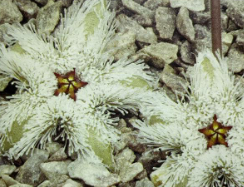 Stapelia Glandulifera 6 Pieces Seeds