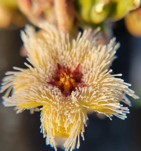 Stapelia Glandulifera 6 Pieces Seeds