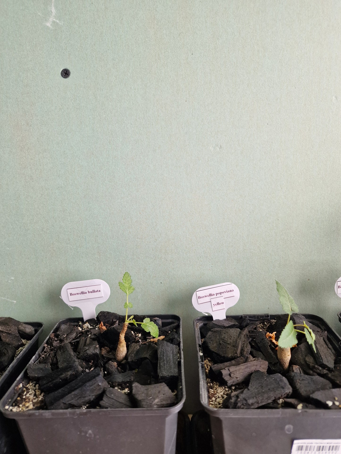 Boswellia popoviana –Yellow flower PLANT