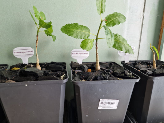 Boswellia popoviana – Red flower PLANT