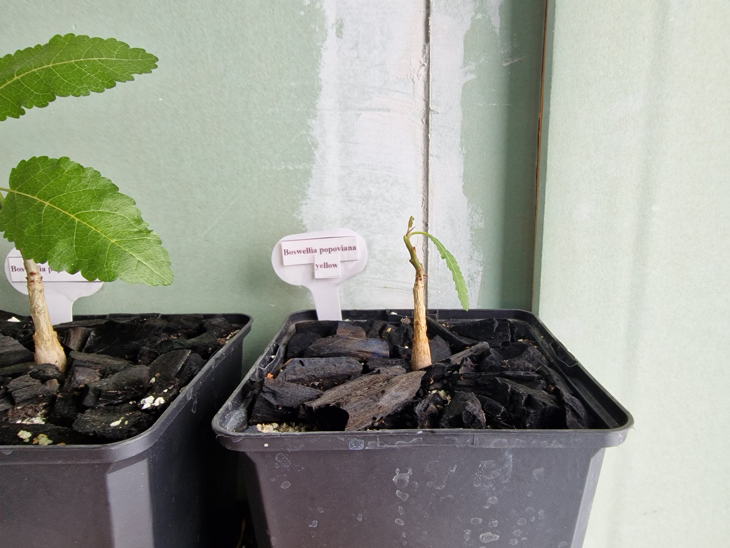 Boswellia popoviana –Yellow flower PLANT