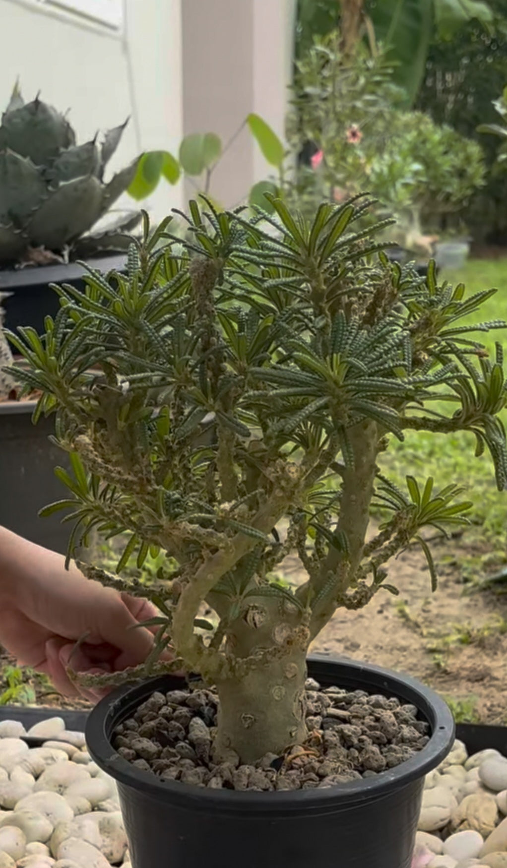 Dorstenia gigas ‘Bullata’ 50 Pieces Seeds