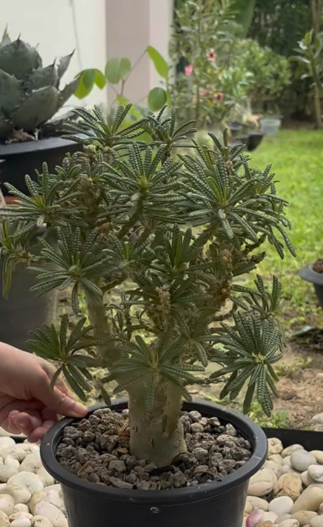 Dorstenia gigas ‘Bullata’ 50 Pieces Seeds