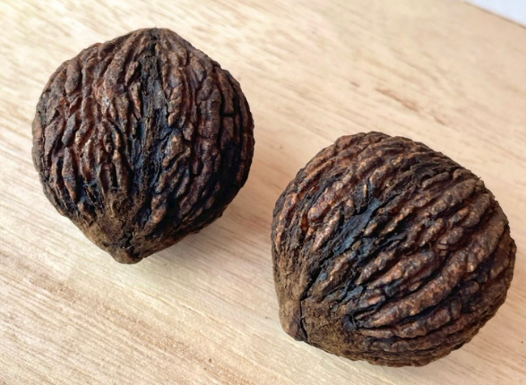 Juglans nigra ( black walnut ) 5 Pieces Seeds