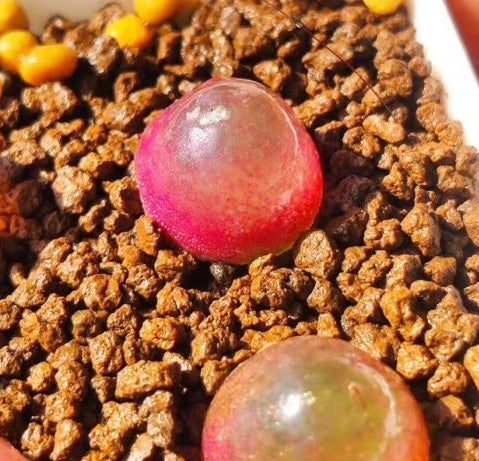 Conophytum burgeri 10 Pieces Seeds