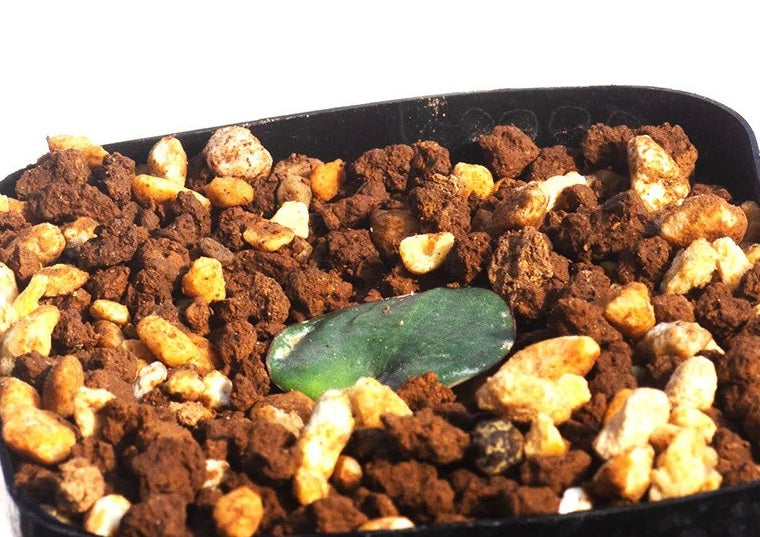 Eriospermum crispum 2 Pieces Seeds