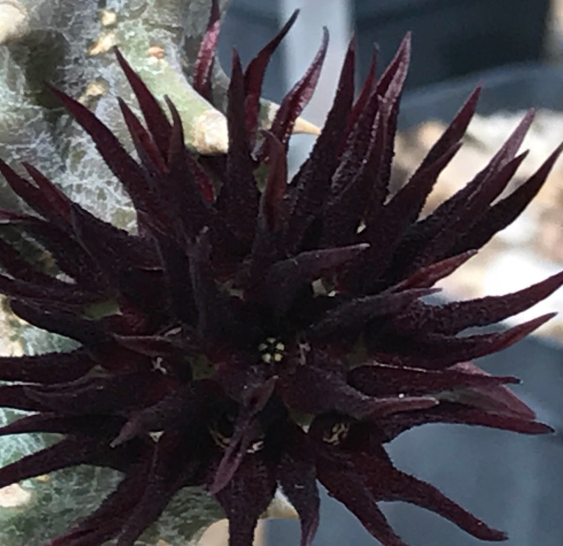 Quaqua mammillaris 5 Pieces Seeds