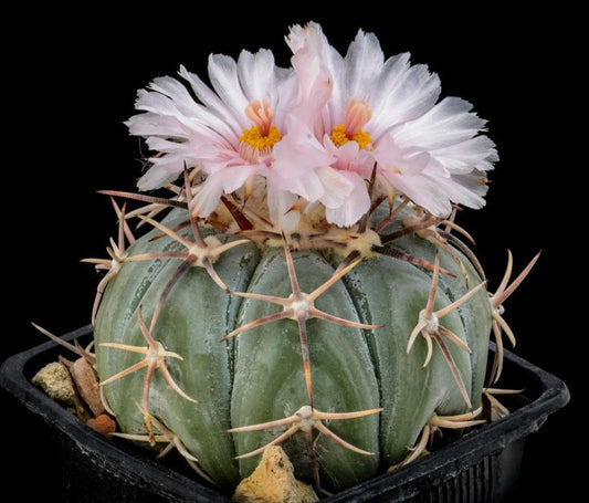 Echinocactus horizonthalonius 10 Pieces Seeds
