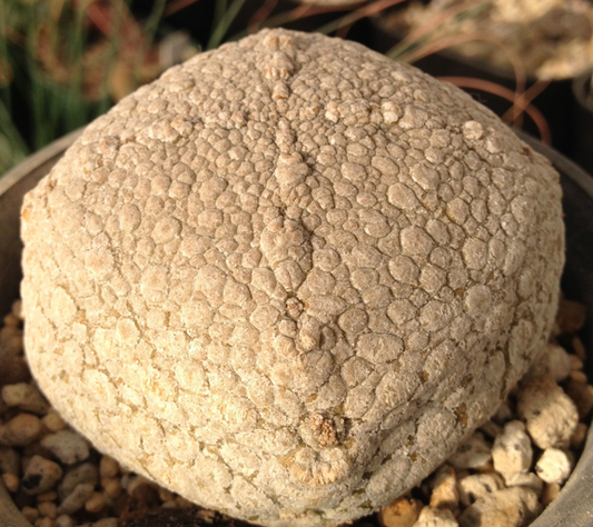 Pseudolithos harardheranus 5 Pieces Seeds