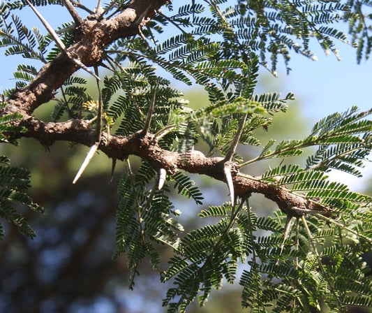 Vachellia gerrardii 10 Pieces Seeds