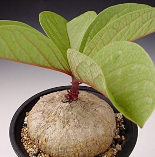 Adenia Goetzei 5 Pieces Seeds