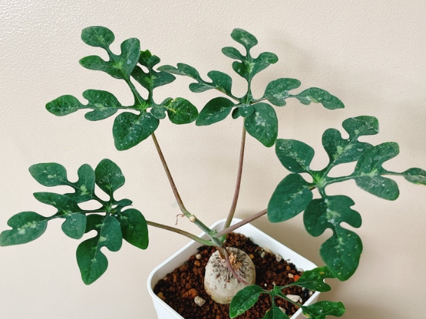 Adenia perrieri Snow Leaf 4 Pieces Seeds