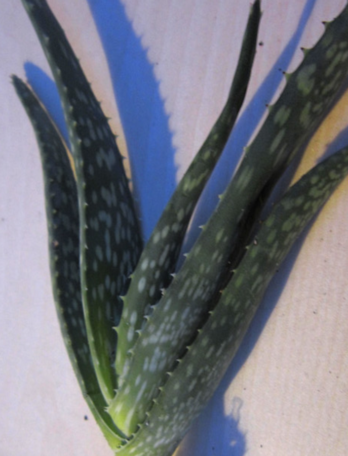 Aloe parvidens 12 Pieces Seeds