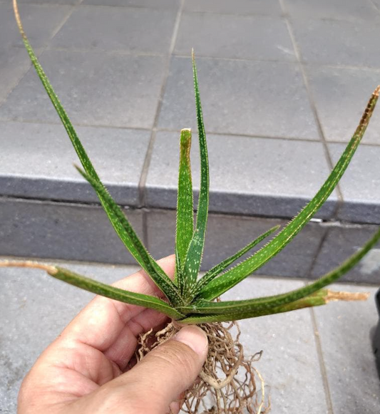 Aloe perryi 10 Pieces Seeds