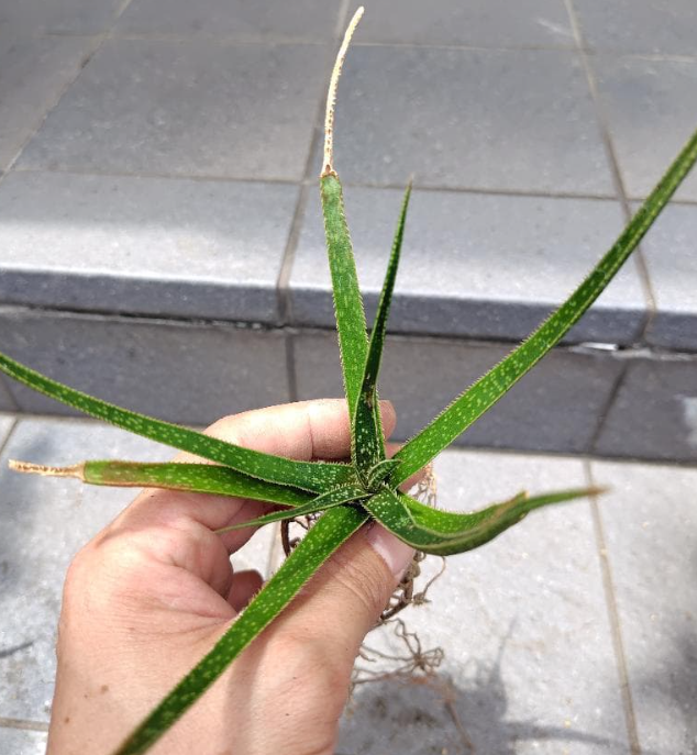 Aloe perryi 10 Pieces Seeds
