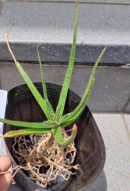 Aloe perryi 10 Pieces Seeds