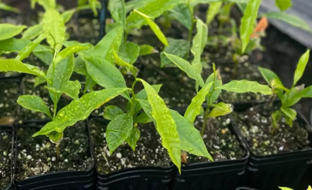 Aquilaria Crassna 10 Pieces Seeds