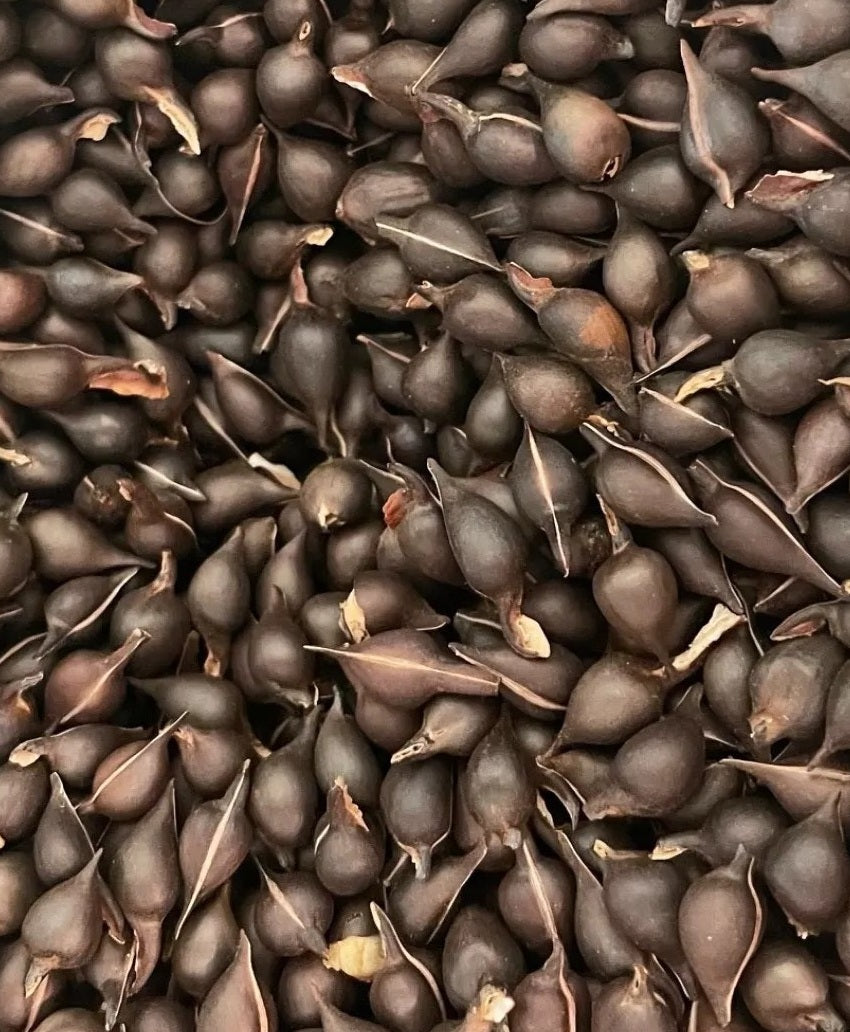 Aquilaria Crassna 10 Pieces Seeds