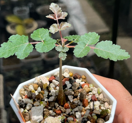 Boswellia Scopulorum 5 Pieces Seeds