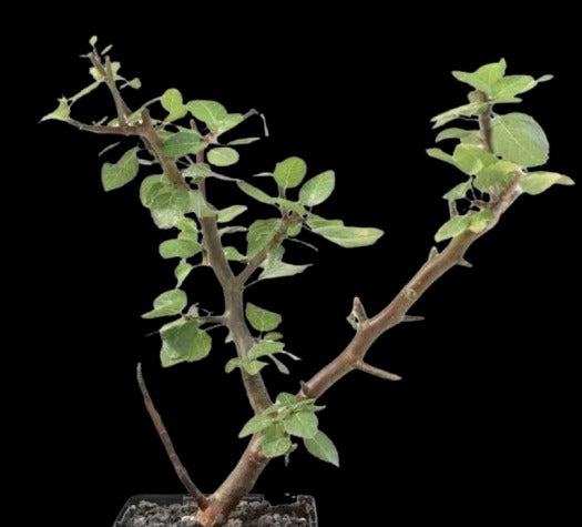 Bursera epinnata 6 Pieces Seeds