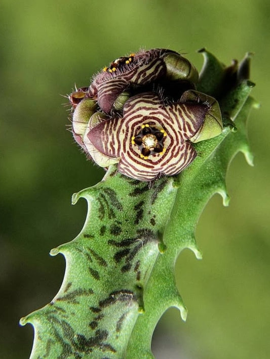 Caralluma Europaea 5 Pieces Seeds