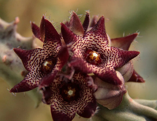 Caralluma joannis 6 Pieces Seeds