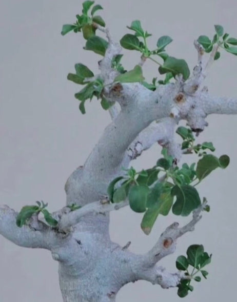 Commiphora drake-brockmanii 5 Pieces Seeds