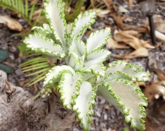 Cyphostemma currorii 6 Pieces Seeds